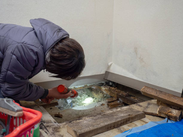 Best Mold Prevention Services  in Evart, MI