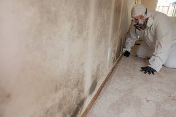 Best Industrial Mold Remediation  in Evart, MI